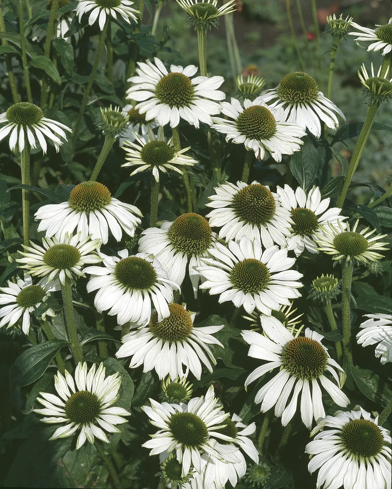 Echinacea purpurea 'Alba', 2L, 1-pack