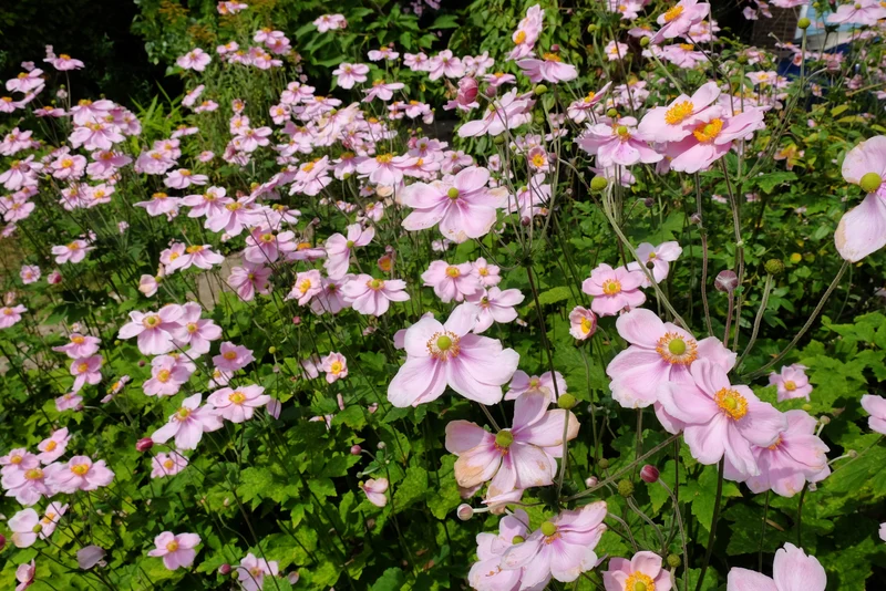 Anemone tomentosa 'Robustissima', 2L, 4-pack