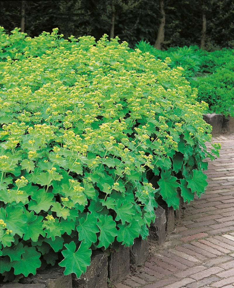 Alchemilla mollis, 2L, 2-pack