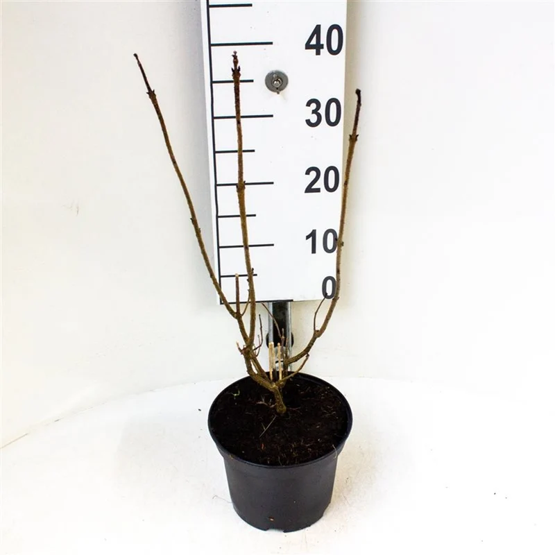 Clerodendrum bungei C10 (10 liters kruka) 60-80 cm