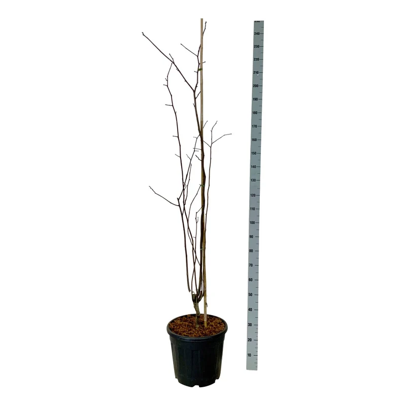 Cladrastis kentukea 80-100 cm rotklump