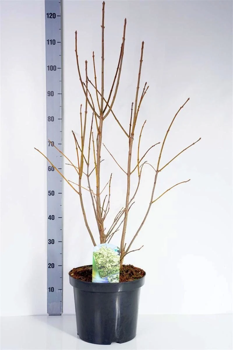Chionanthus virginicus 60-80 cm rotklump