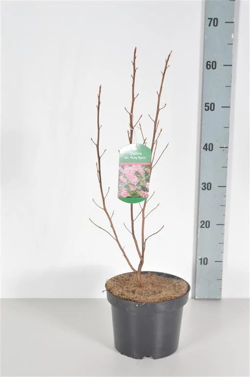 Clethra alnifolia 'Ruby Spice' C3 (3 liters kruka) 40-50 cm