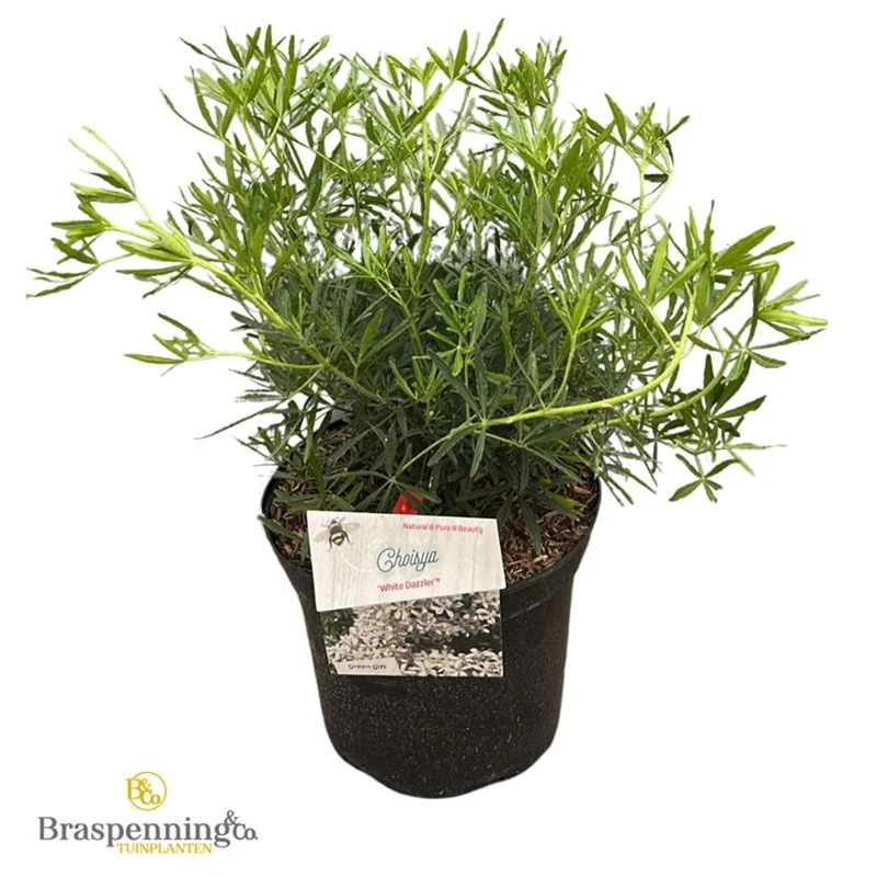 Choisya ternata 'White Dazzler' 20-30 cm C2 (2 liters kruka)