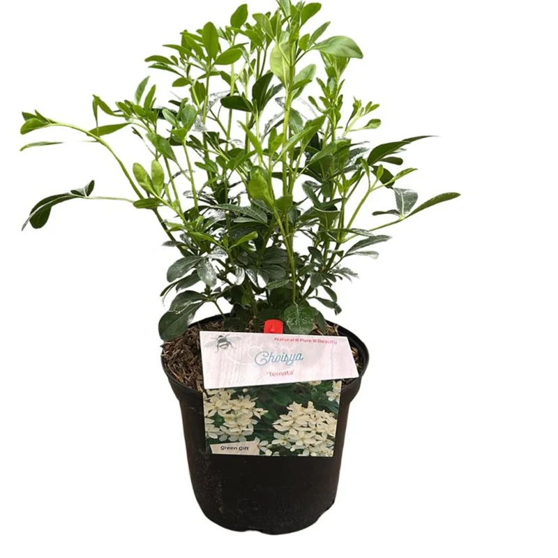 Choisya ternata C2 (2 liters kruka) 20-30 cm