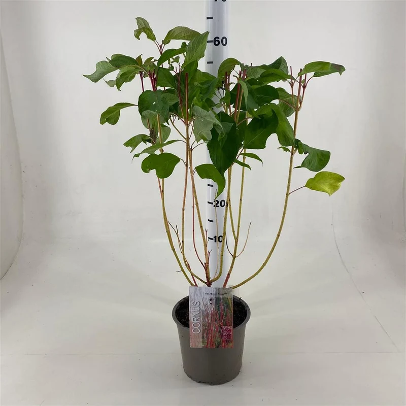 Cornus alba 'Baton Rouge' C3 (3 liters kruka) 35-40 cm