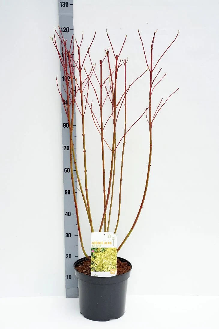 Cornus alba 'Aurea' C10 (10 liters kruka) 60-80 cm