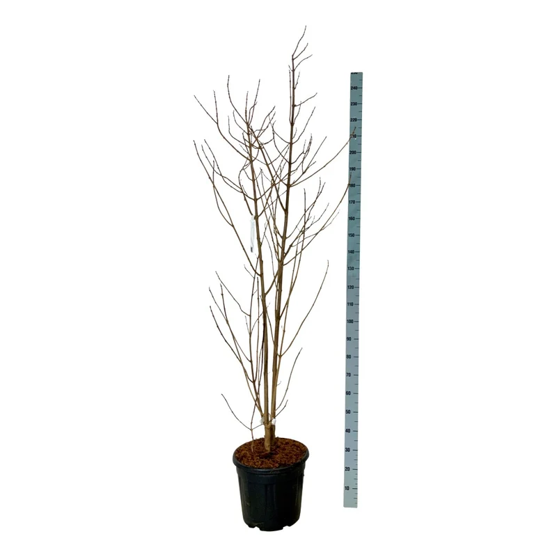 Clerodendrum tricho. fargesii C30 (30 liters kruka) 175-200 cm EXTRA