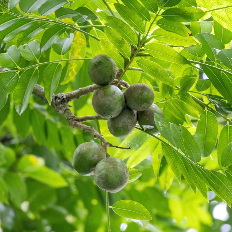 Soleil Yellow Hog Plum Tree