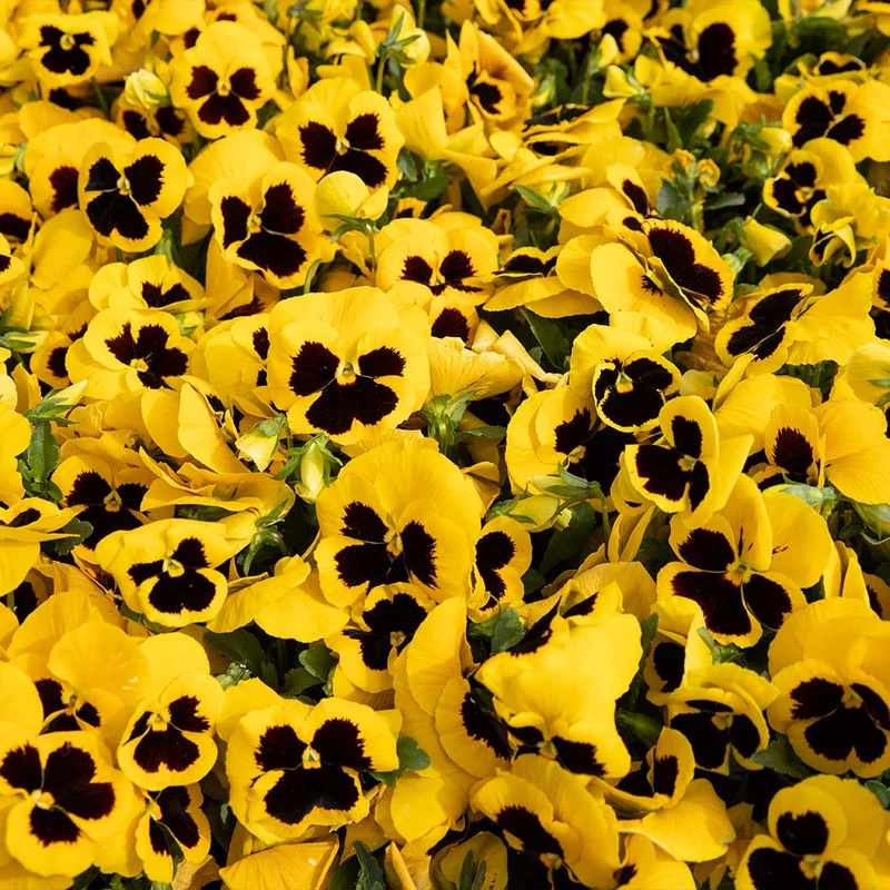 Majestic Giants II Yellow with Blotch Pansy Plant