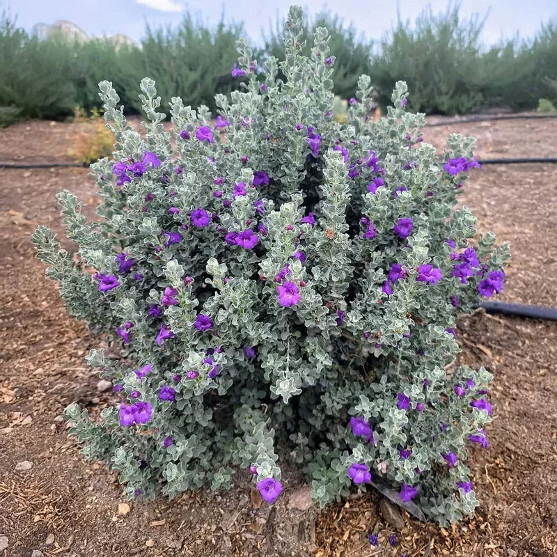 Microburst™ Texas Sage Shrub
