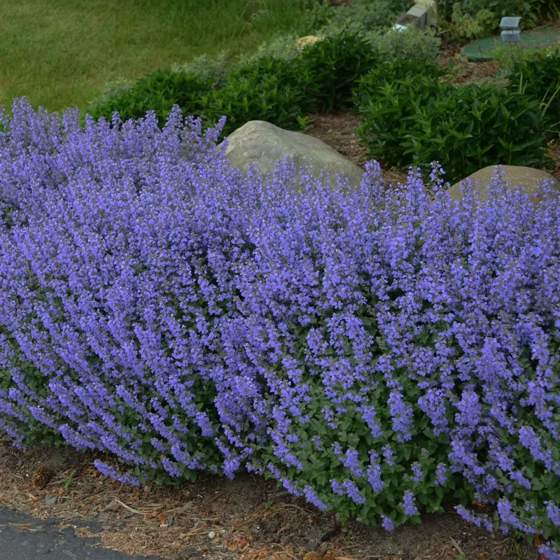 Purrsian Blue Catmint Plant