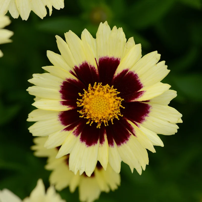 UpTick™ Cream & Red Coreopsis Plant