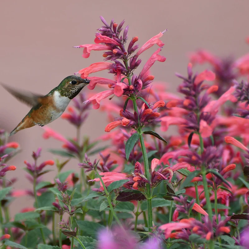 Summerlong™ Coral Agastache Plant