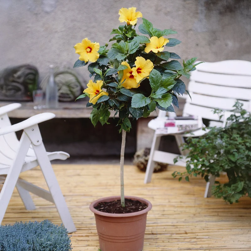 Tequila Yellow Tropical Hibiscus Tree