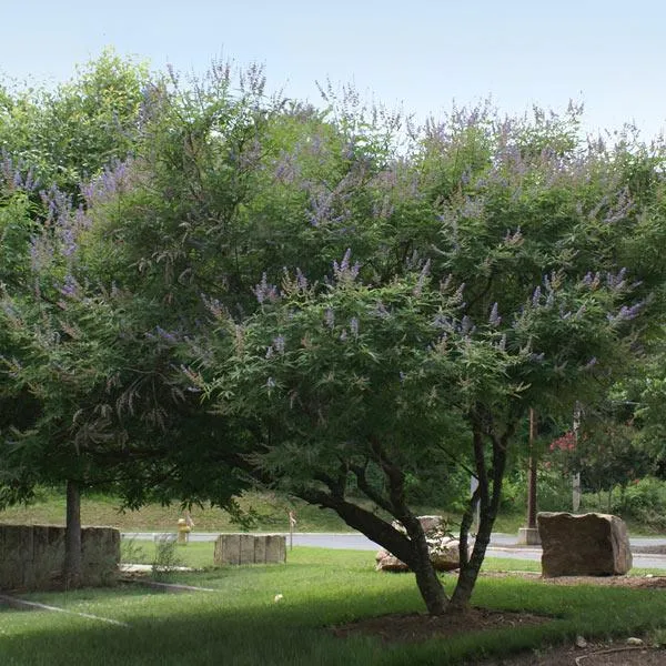 Shoal Creek Vitex Chaste Tree