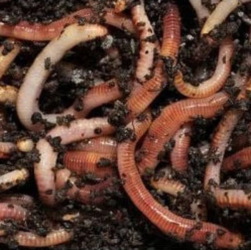 Composting Worms - Tiger Worms