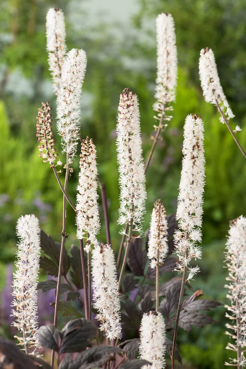 Actaea simplex 'Pink Spike', 2L, 1-pack