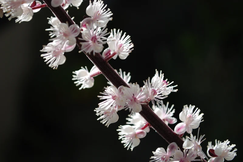 Actaea simplex 'Brunette', 2L, 2-pack