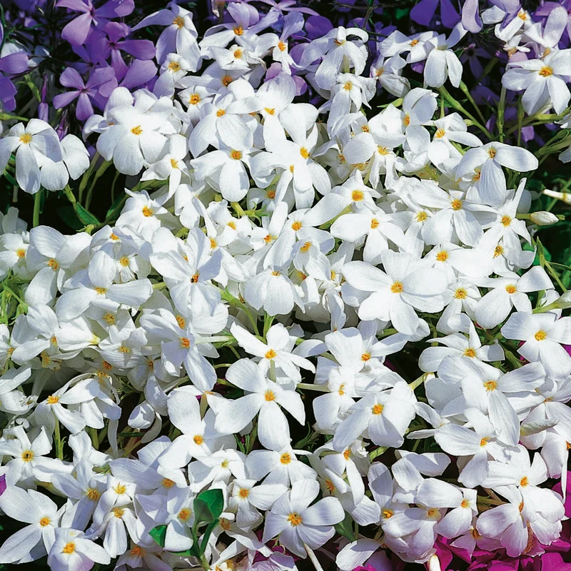 Phlox stolonifera 'Alba', 6-pack