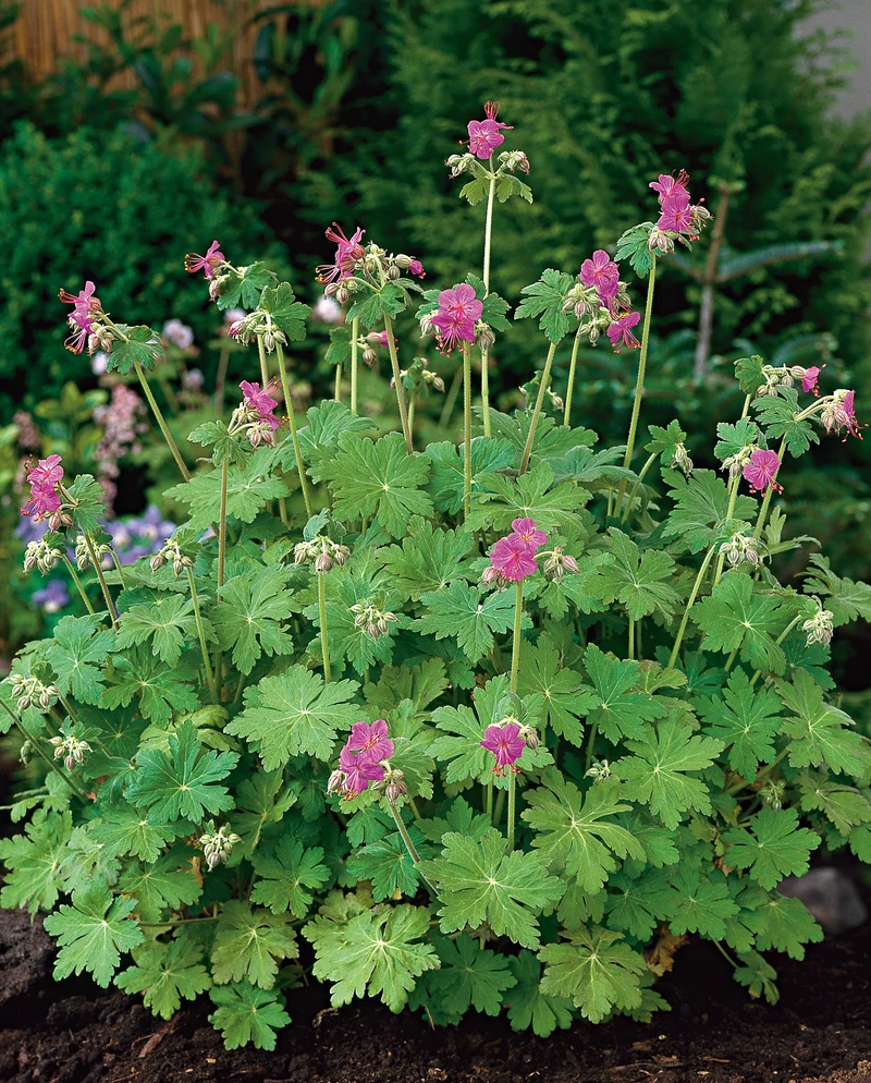Geranium macrorrhizum, 6-pack