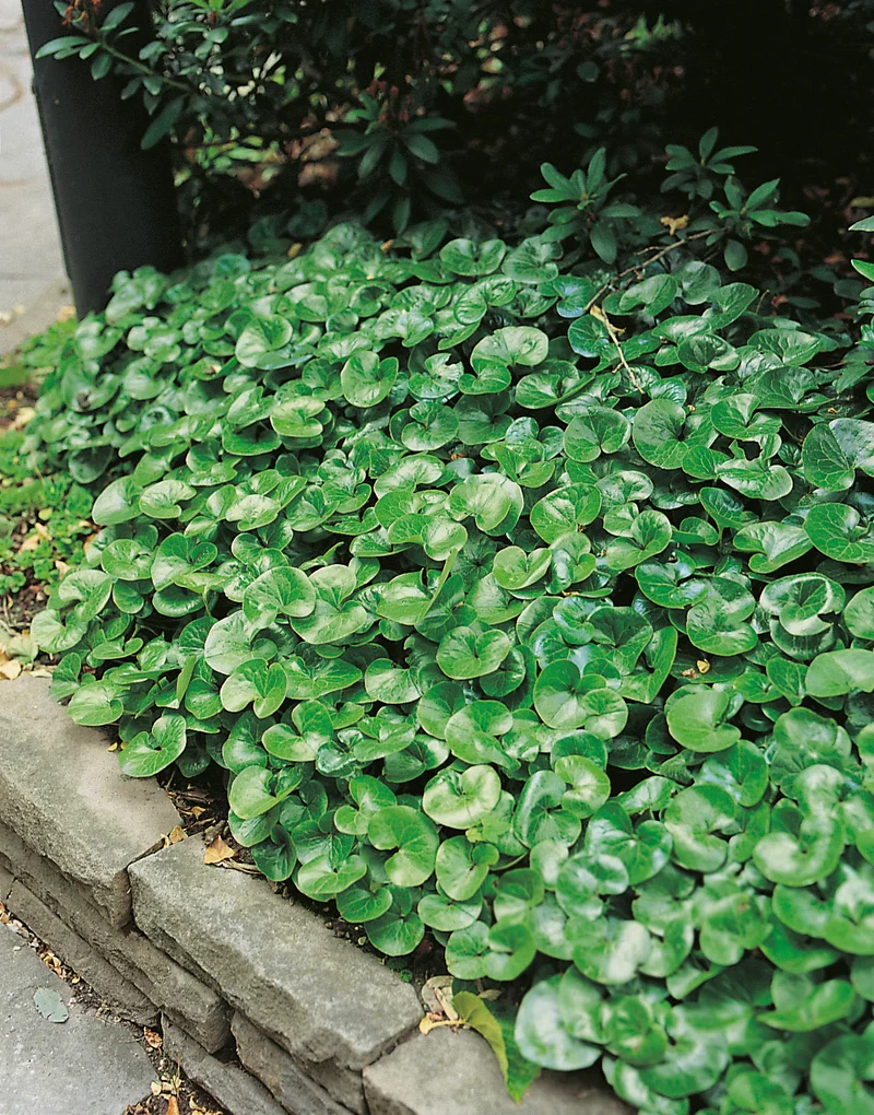 Asarum europaeum, 6-pack