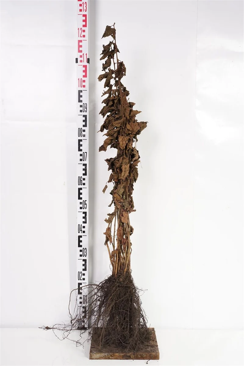 Corylus avellana (Hassel) 60-100 cm