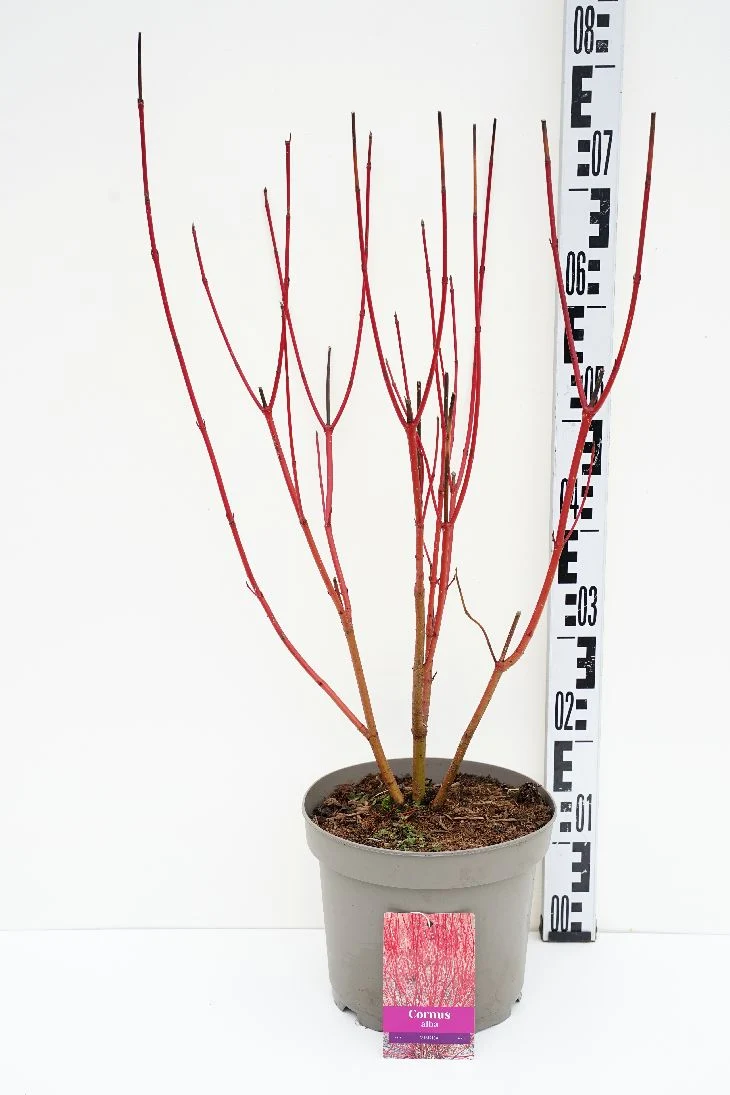 Cornus alba 'Sibirica' C7 (7 liters kruka) 50-60 cm