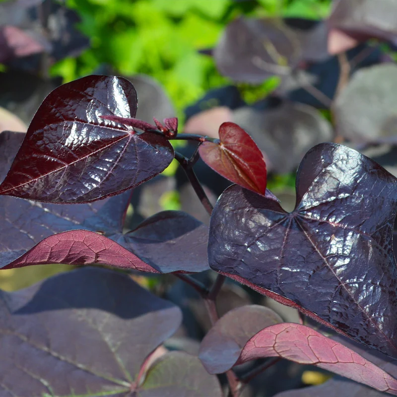 Black Pearl Redbud Tree