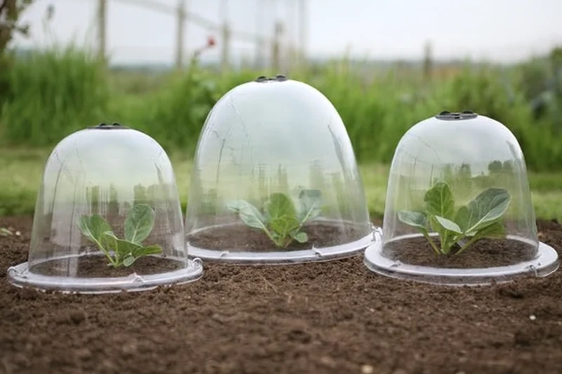 Bell Cloches For Protecting Seedlings And Young Plants
