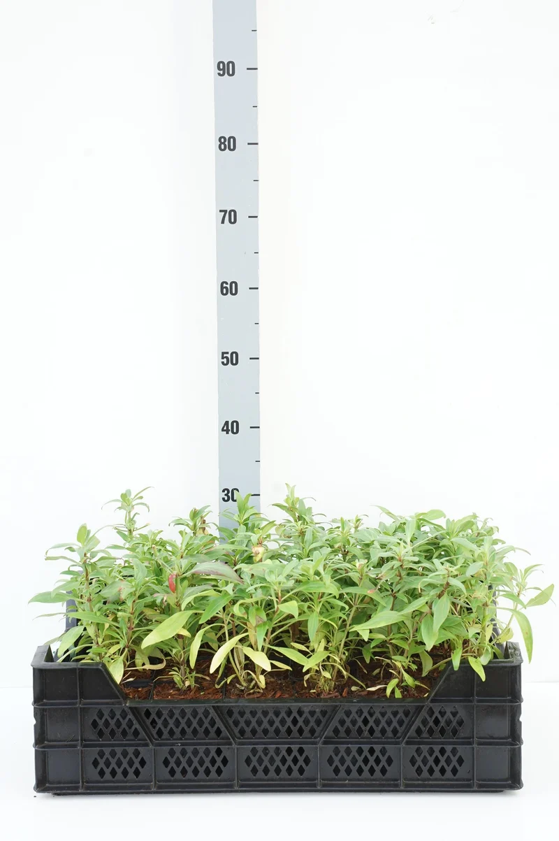 Centranthus ruber 'Coccineus' 9 cm kruka