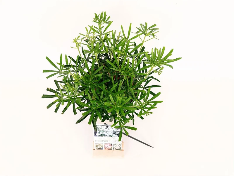 Choisya 'Scented Gem' C2 (2 liters kruka) 20-30 cm