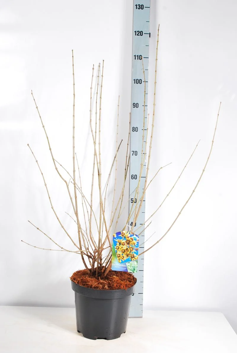 Chimonanthus praecox C7,5 (7,5 liters kruka) 80-100 cm