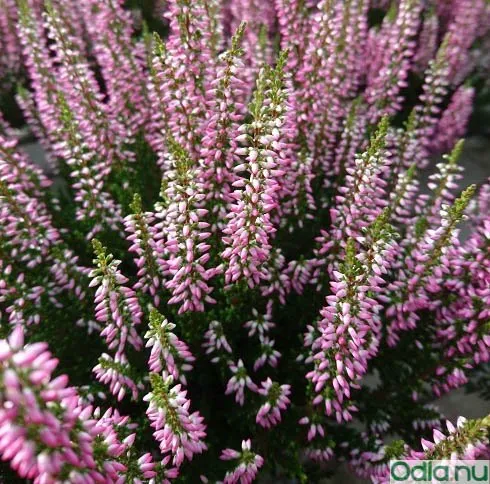 Ljung 'Garden Girls Pink Bettina' 11cm kruka