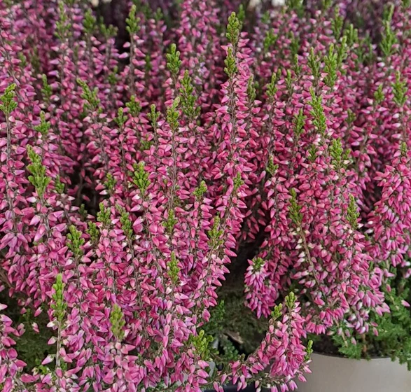 Ljung 'Garden Girls Lisbeth' 10,5cm kruka