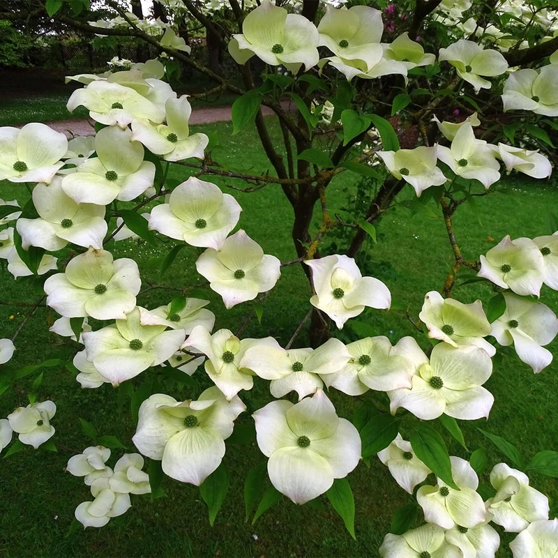 Aurora Dogwood Tree