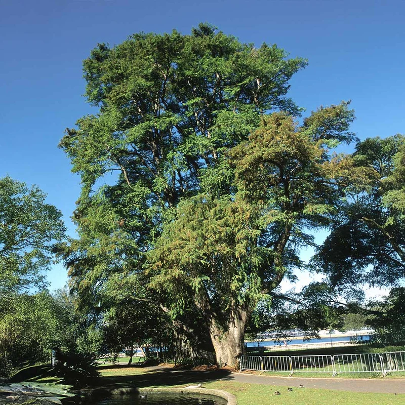 Montezuma Bald Cypress Tree