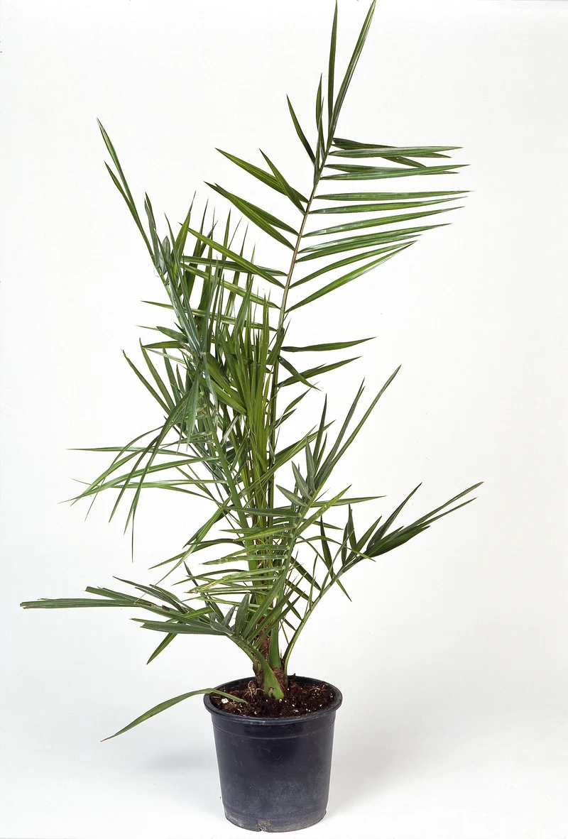 Phoenix canariensis, 70/80 cm