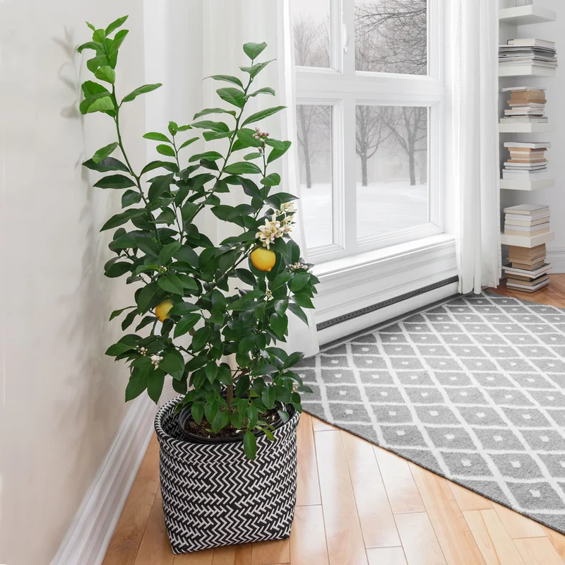 Meyer Lemon Tree - USDA Organic