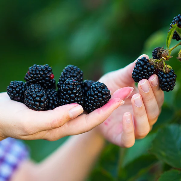 Navaho Thornless Blackberry Bush