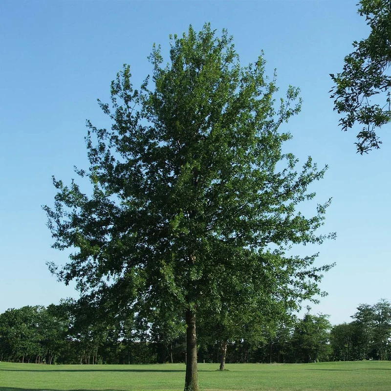 Saturnalia™ Hybrid Oak Tree