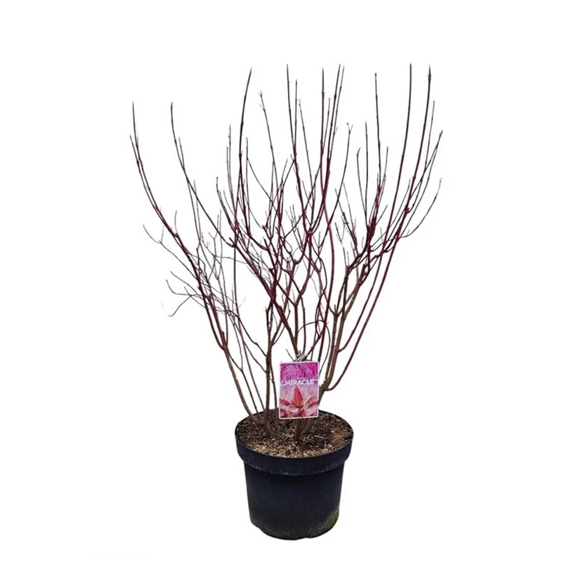 Cornus alba 'Miracle'® C7,5 (7,5 liters kruka) 80-100 cm