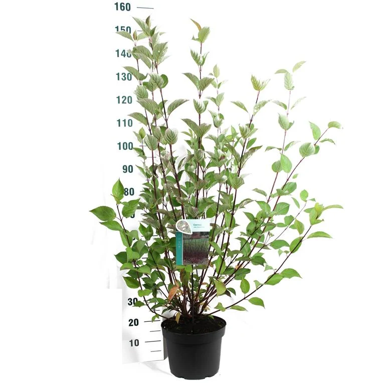 Cornus alba 'Kesselringii' C2 (2 liters kruka)