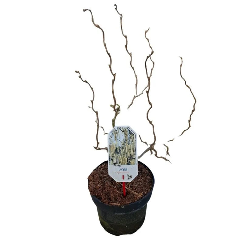 Corylus a. 'Medusa' C3 (3 liters kruka) 25-30 cm