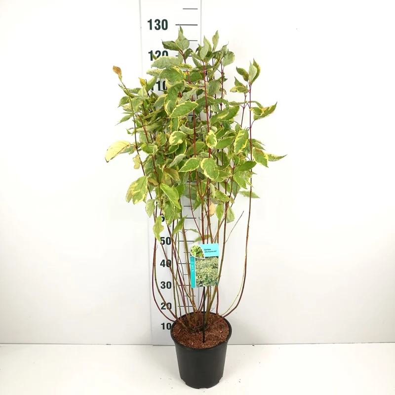 Cornus alba 'Gouchaultii' 25+ cm, 12 cm kruka