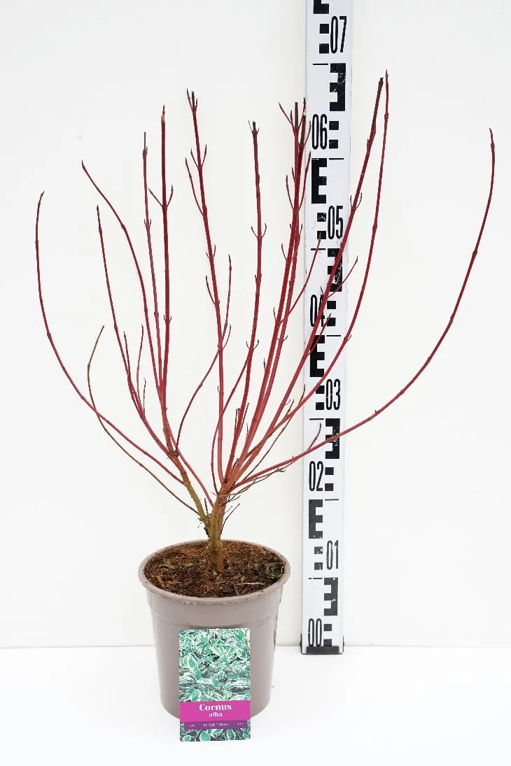 Cornus alba 'Elegantissima' C2 (2 liters kruka)