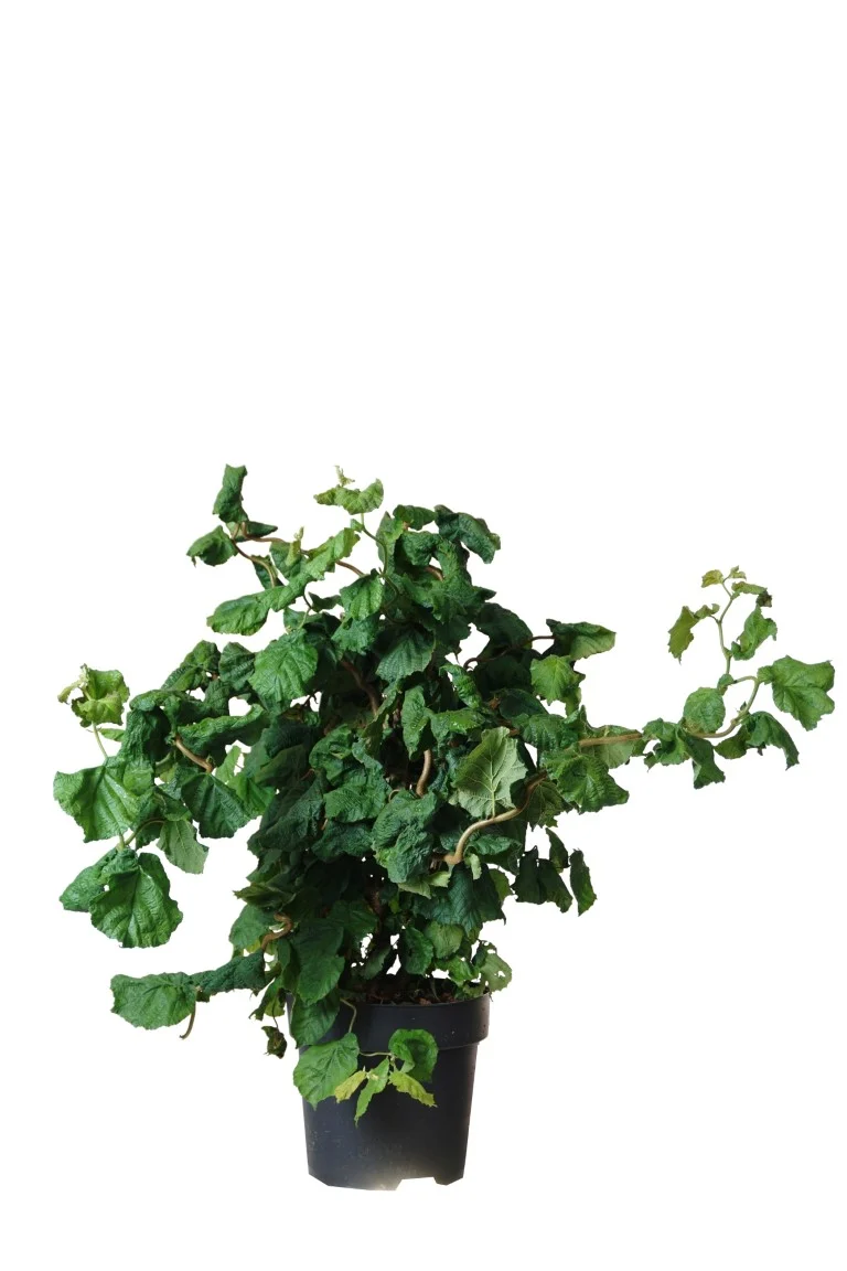 Corylus a. 'Contorta' 40-60 cm - C4 (4 liters kruka)