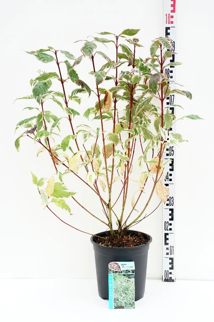 Cornus alba 'Sibirica Variegata' C1,5 (1,5 liters kruka)