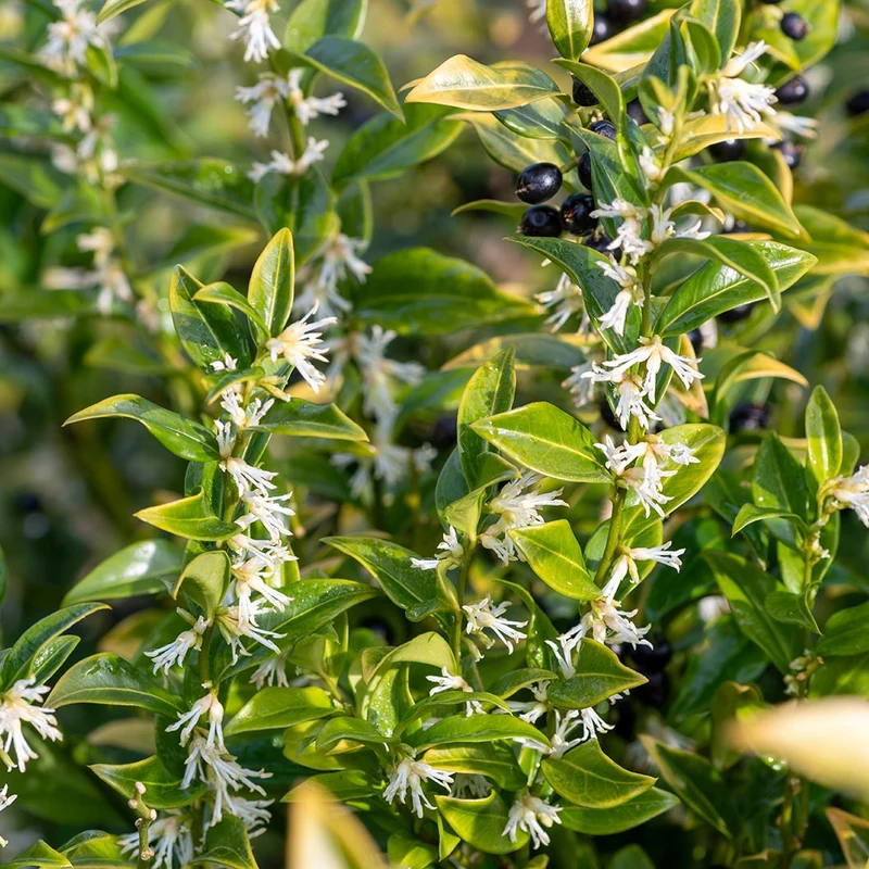Fragrant Valley Sarcococca Shrub