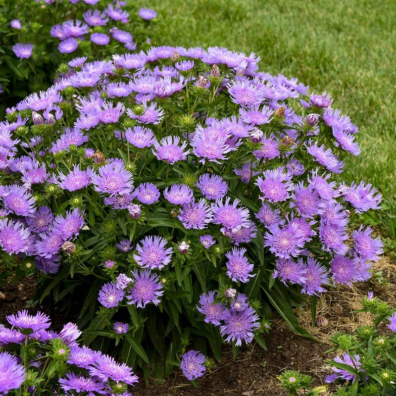 Totally Stoked™ 'Riptide' Stoke's Aster Plant